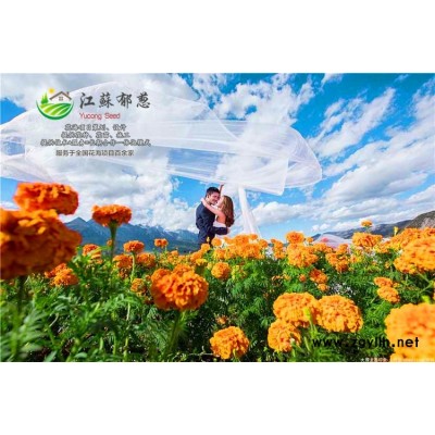 野花草花组合种子-蓝花盈种子哪里有卖的-高发芽率