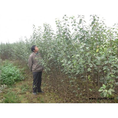 汕尾红富士苹果苗产量高质量好