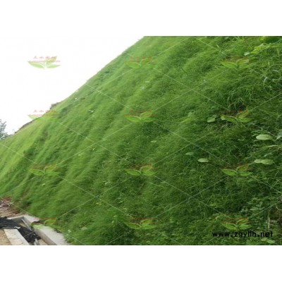 低价出售台州高速绿化专用草籽