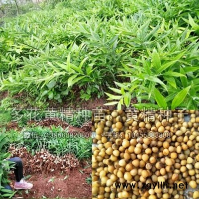 姜形多花黄精苗种植GAP基地,黄精种苗价格批发厂家