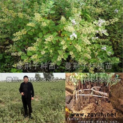 单子叶高含量蔓荆子扦插苗种植GAP基地,蔓荆子种苗价格批发厂家