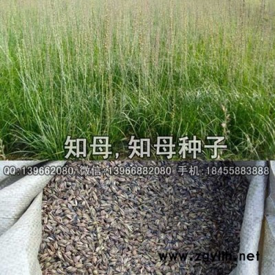 知母种子种植基地批发,家种毛知母种子价格