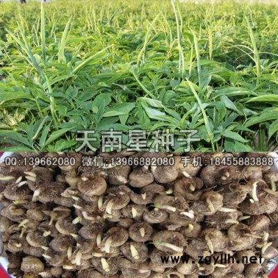 天南星种苗种植基地批发,改良天南星种球块茎价格