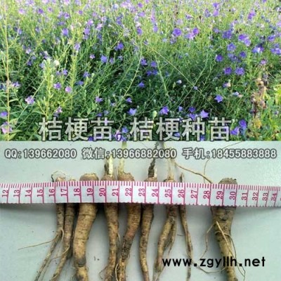 桔梗种苗种植基地批发,改良紫花桔梗苗价格