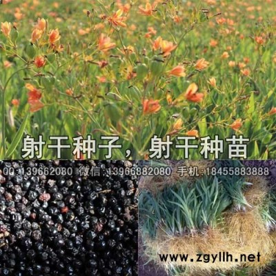 射干种苗种植基地批发,药用黄花射干苗价格