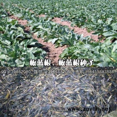 板蓝根种子,小籽板蓝根种子批发,板兰根苗价格