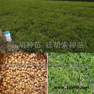 元胡种苗,元胡种子批发,延胡索种苗价格