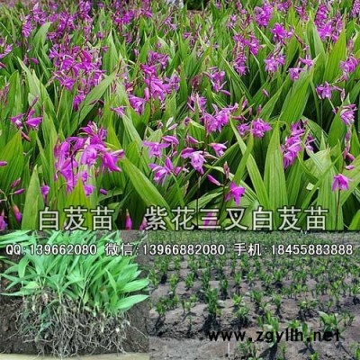 白芨种苗,白芨苗批发,紫花三叉白芨苗价格