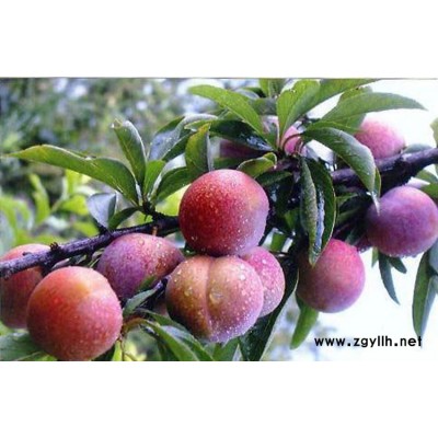 重庆青脆李苗，重庆青脆李苗批发，重庆青脆李苗价格