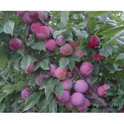 重庆青脆李苗，重庆青脆李苗基地。重庆青脆李苗销售