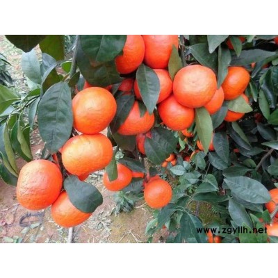 四川爱媛42号柑橘苗批发，四川爱媛42号柑橘苗特点