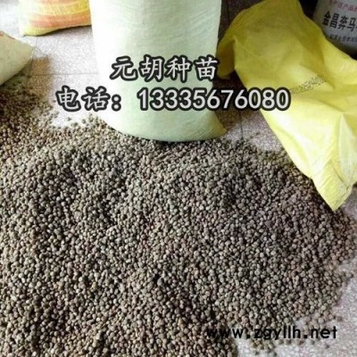 元胡种子,元胡种苗价格,元胡种植技术