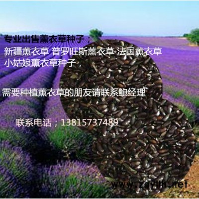 新疆薰衣草种子批发新品种薰衣草种子成活率高 包邮