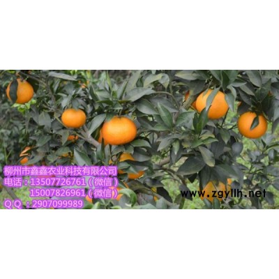 江门爱媛38果苗价格