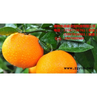 河源哪里有云｜南果树苗卖