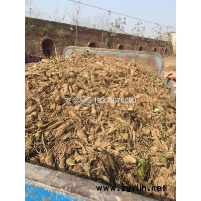 白术苗哪里有卖的