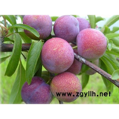 脆红李树苗，四川脆红李树苗基地