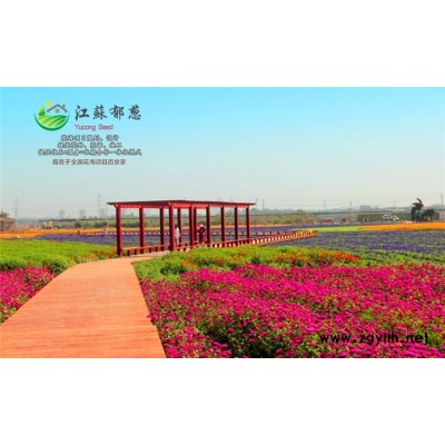 美国石竹种子哪里有卖的...认证企业
