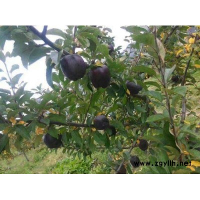 广州烟8号苹果苗价格种植技巧