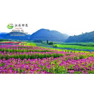矮杆硫化菊种子-西兰花种子哪里有卖的-高发芽率