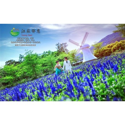 拐枣种子-南瓜种子种植技术方法-免费试钟