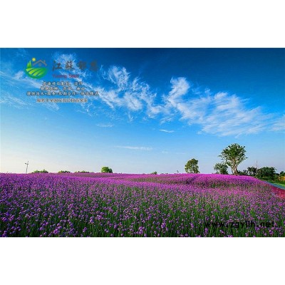 矮杆玫红色波斯菊种子-重瓣蜀葵种子种植技术方法-高发芽率