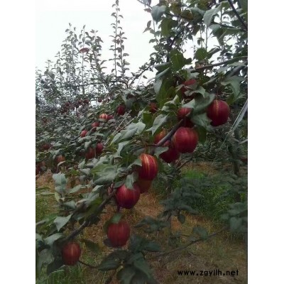 滨州哪里有金阳蜜2号梨苗,金阳蜜1号梨苗零售价