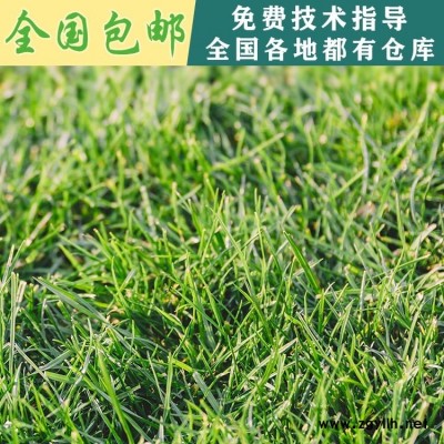 贵州贵阳草种批发 供应绿化进口草种，四季青种子，常绿草坪草种