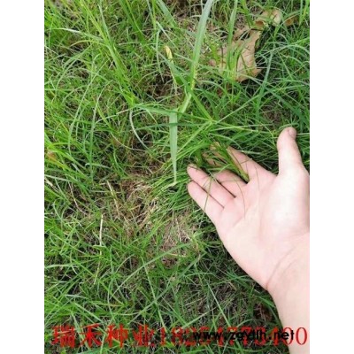 绿化草花种子种子家里种哪种草坪种子好