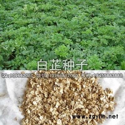 白芷种子种植基地批发,家种纯新白芷种子价格