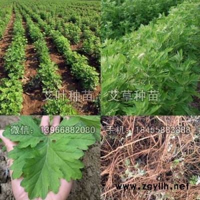 艾叶种苗种植基地批发,大叶艾草种苗种根价格