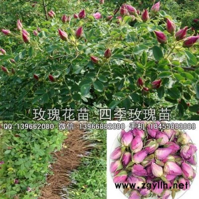 玫瑰种苗种植基地批发,四季食用玫瑰苗价格