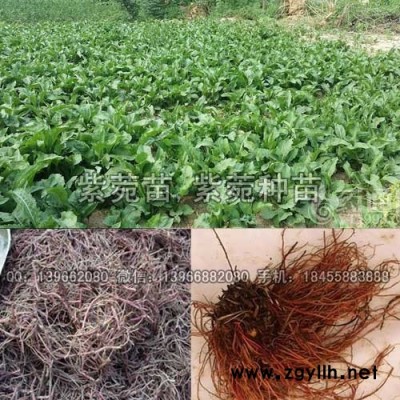 紫菀种苗种植基地批发,家种改良紫菀苗价格