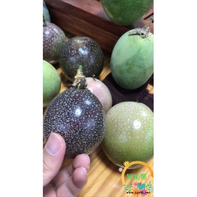 天钻星百香果好吃量产吗