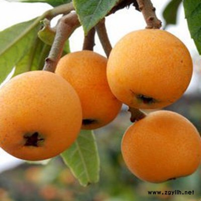 成都大五星枇杷苗基地，成都大五星枇杷苗品种，成都大五星枇杷苗特点