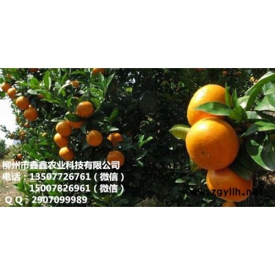 长沙改良茂谷柑苗价格多少钱