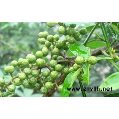 四川九叶青花椒苗基地，四川九叶青花椒苗价格