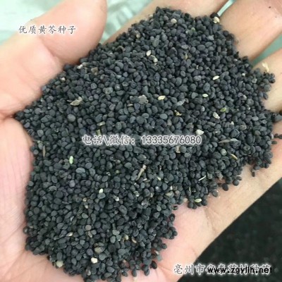 黄芩种子\黄芩种子价格\黄芩种子批发商