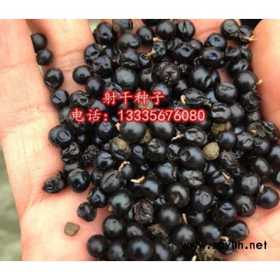 射干种子价格\射干种子种植技术