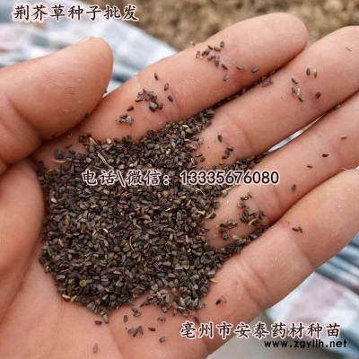 药用荆芥种子\裂叶荆芥种子\荆芥种子价格批发