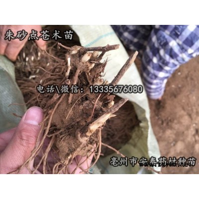苍术苗价格多少,苍术苗供应商电话