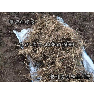 薄荷秧苗,薄荷苗多少钱一颗