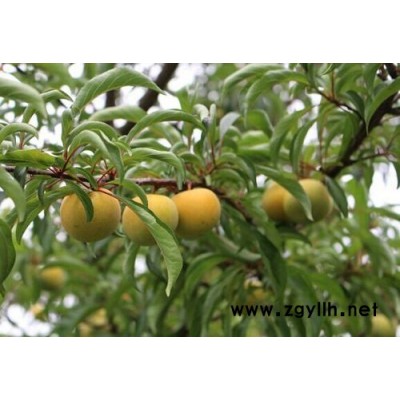 四川蜂糖李苗基地，四川蜂糖李苗品种，四川蜂糖李苗特点