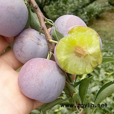 四川简阳凤凰李苗基地，四川简阳凤凰李苗品种