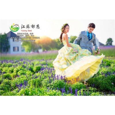 白蜡种子种植技术方法...高发芽率