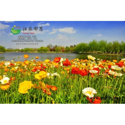 茴香种子价格...高发芽率