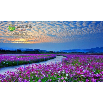 桂花种子哪里有卖的...认证企业
