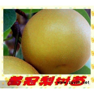 喀什哪里有早美酥梨苗,专业培育梨苗查看