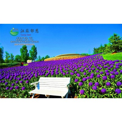 草莓种子-上海青种子哪里有卖的-高发芽率