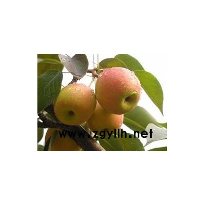 晋中藤牧1号苹果苗好成活有哪些优势